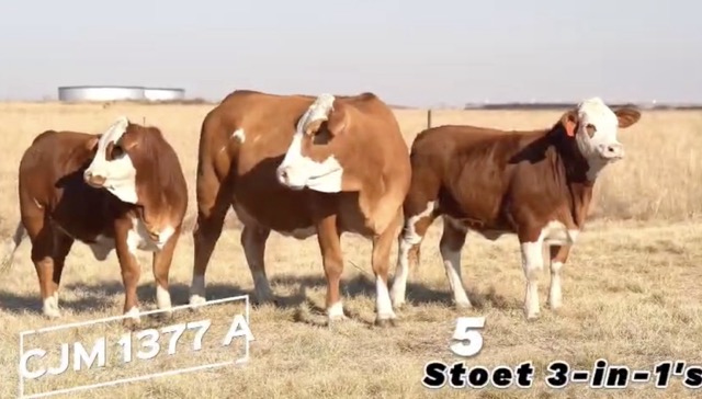 SIRKEL S SIMBRA 3DE PRODUKSIE VEILING